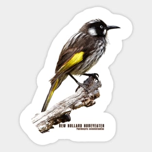 New Holland Honeyeater_02c Sticker